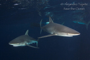 Silky Sharks curiosity, Isla darwing Galápagos by Alejandro Topete 